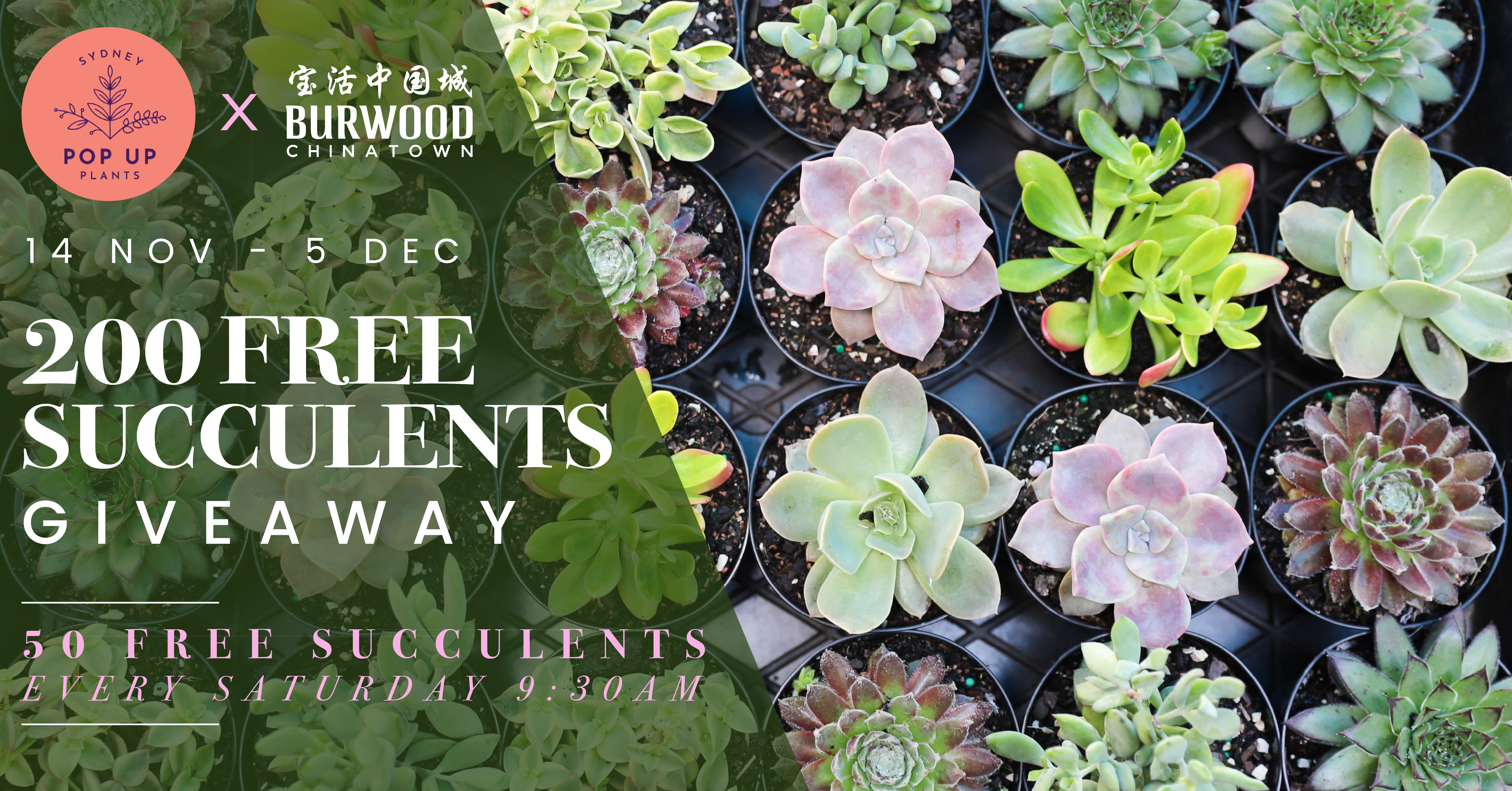 200 Free Succulents Giveaway